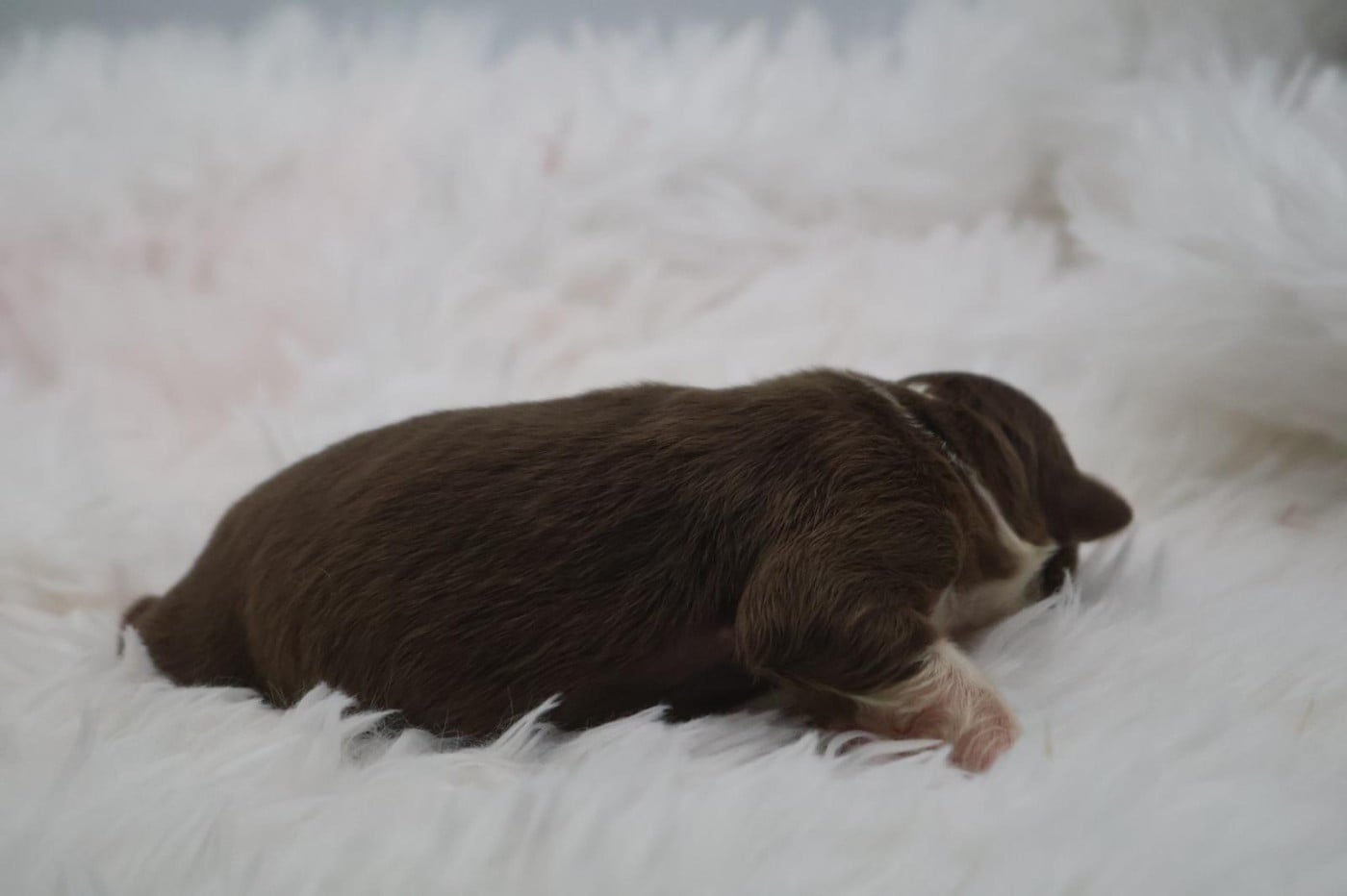 Chiot N°3