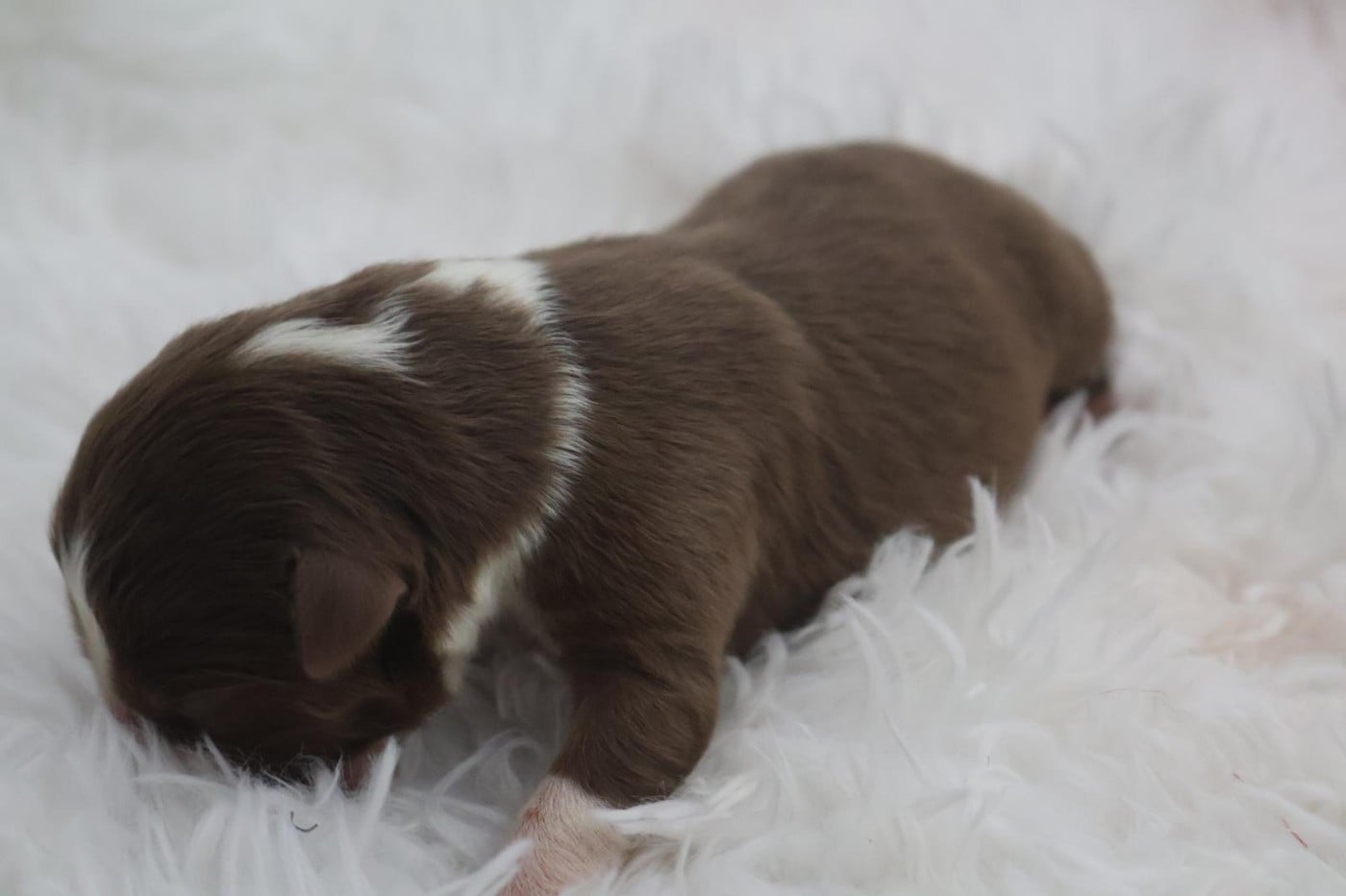 Chiot N°4