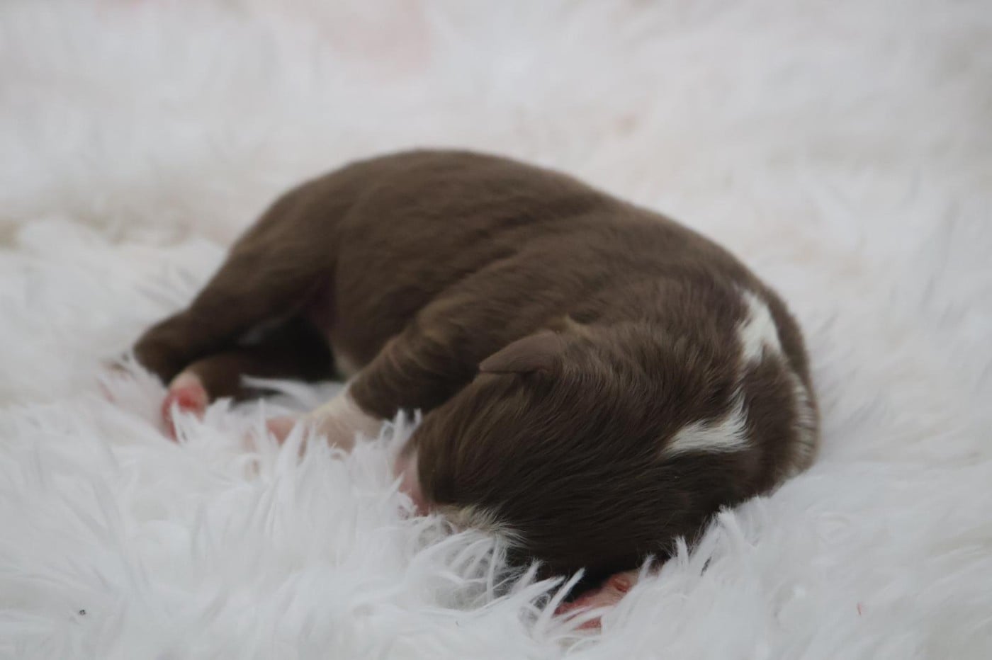 Chiot N°4