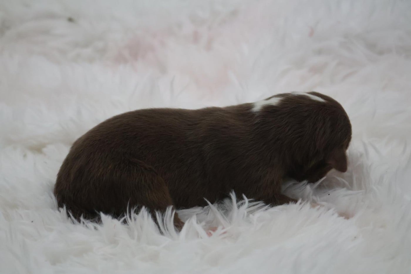 Chiot N°4