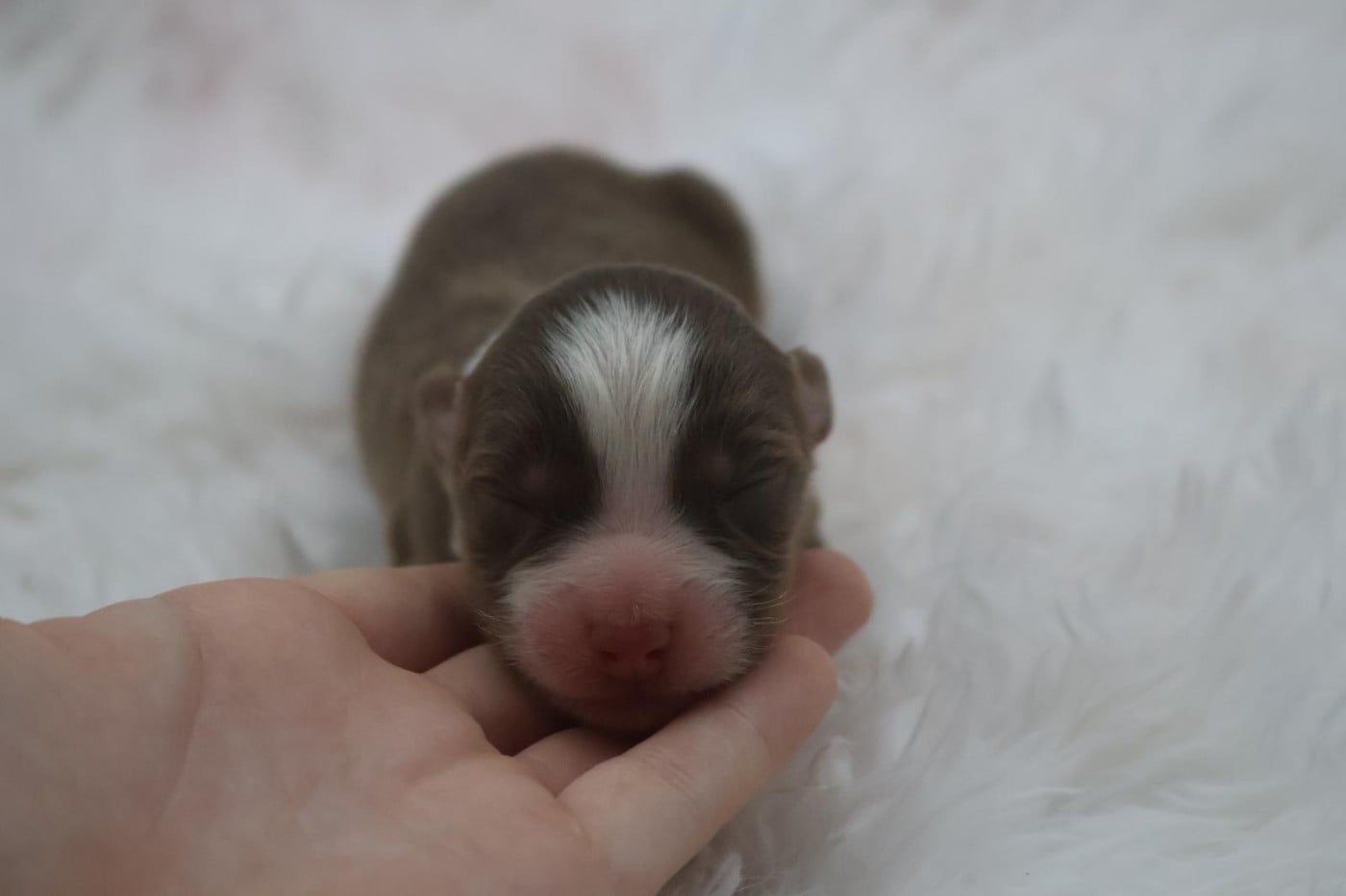 Chiot N°5