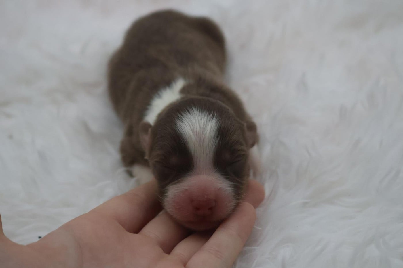 Chiot N°5
