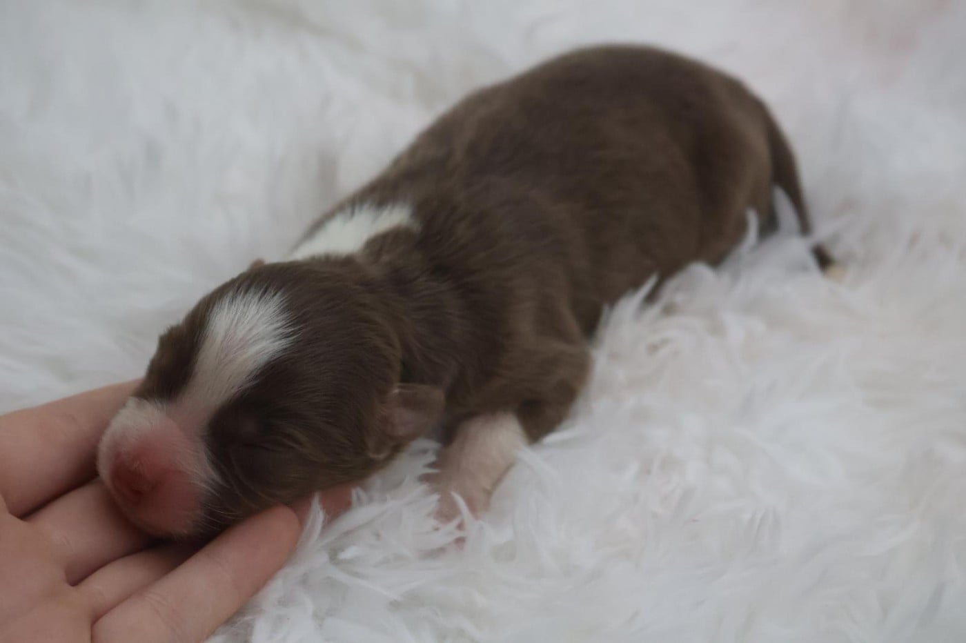 Chiot N°5