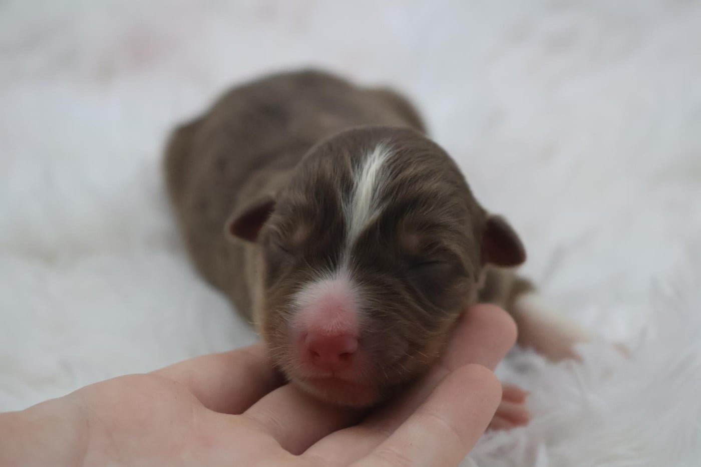 Chiot N°6