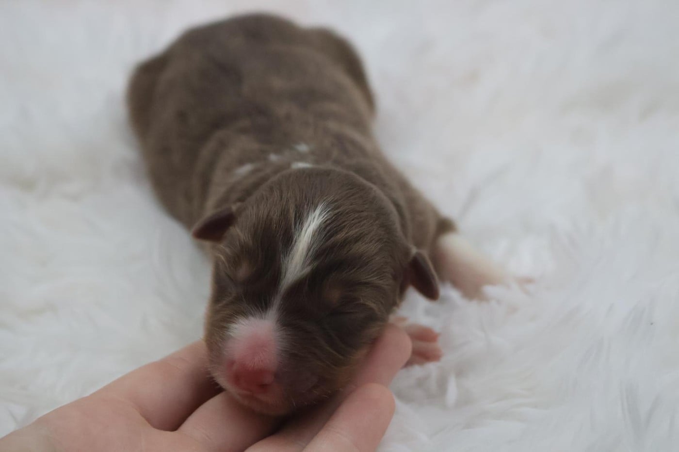 Chiot N°6
