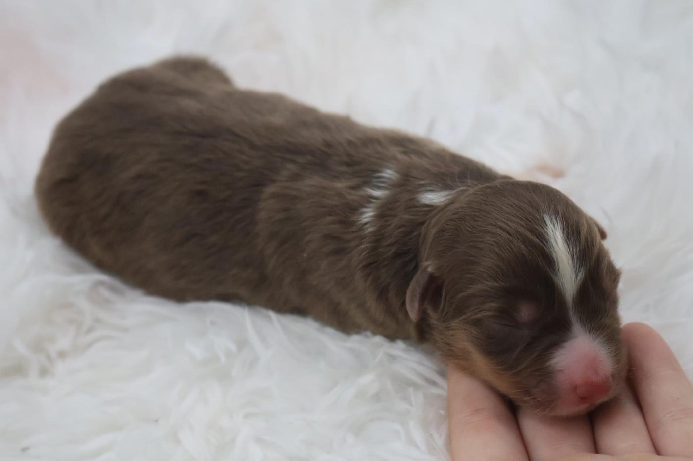 Chiot N°6
