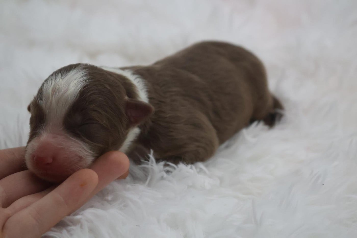Chiot N°7