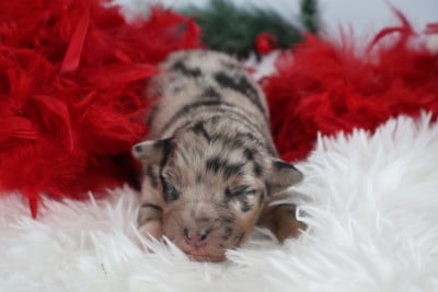 Les chiots de Berger Australien