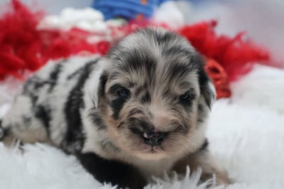 Les chiots de Berger Australien