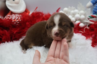Les chiots de Berger Australien