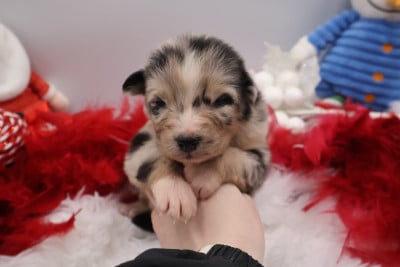 Les chiots de Berger Australien
