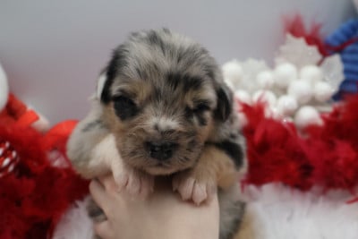 Les chiots de Berger Australien