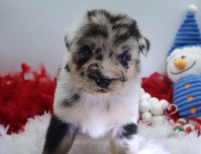 Les chiots de Berger Australien