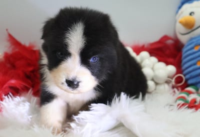 Les chiots de Berger Australien