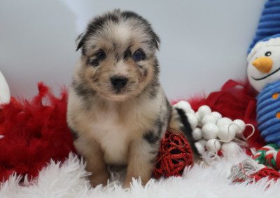 Les chiots de Berger Australien