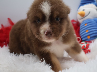 Les chiots de Berger Australien