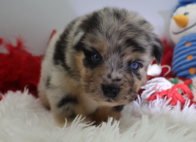 Les chiots de Berger Australien