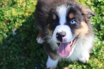 Les chiots de Berger Australien