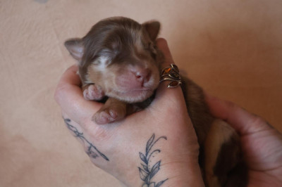 Les chiots de Berger Australien