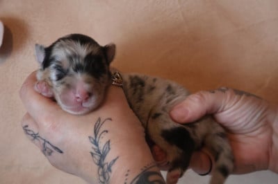Les chiots de Berger Australien