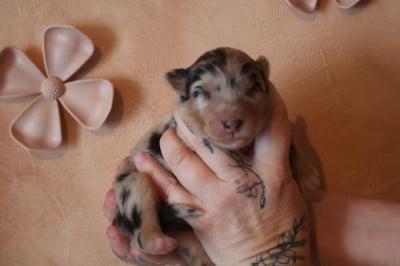 Les chiots de Berger Australien