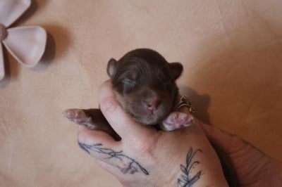 Les chiots de Berger Australien