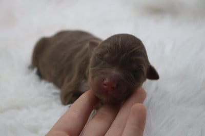 Les chiots de Berger Australien