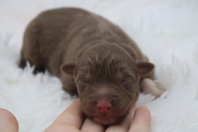 Les chiots de Berger Australien