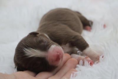 Les chiots de Berger Australien
