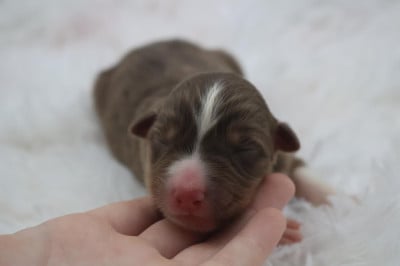Les chiots de Berger Australien