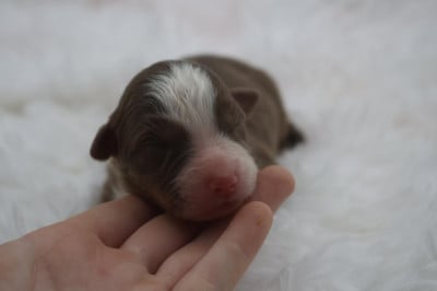 Les chiots de Berger Australien