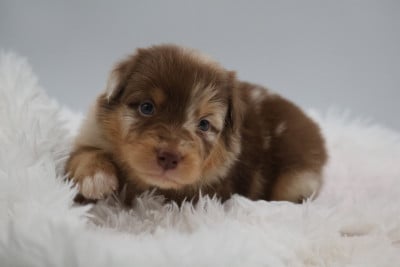 Les chiots de Berger Australien