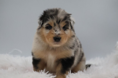 Les chiots de Berger Australien
