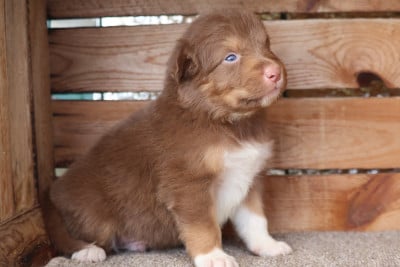 Les chiots de Berger Australien