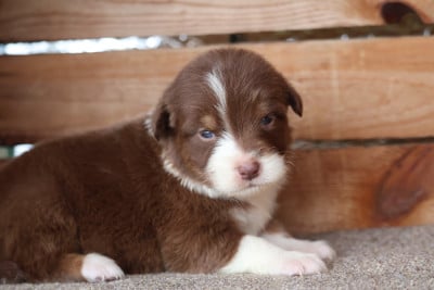Les chiots de Berger Australien