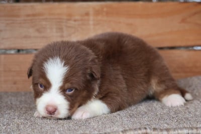 Les chiots de Berger Australien