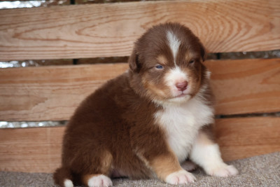 Les chiots de Berger Australien