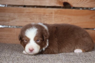 Les chiots de Berger Australien