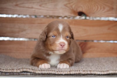 Les chiots de Berger Australien