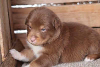 Les chiots de Berger Australien