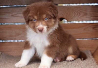 Les chiots de Berger Australien