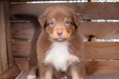 Les chiots de Berger Australien