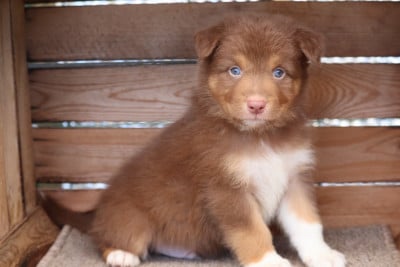 Les chiots de Berger Australien