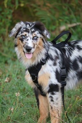 Les chiots de Berger Australien