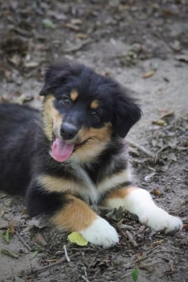 Les chiots de Berger Australien