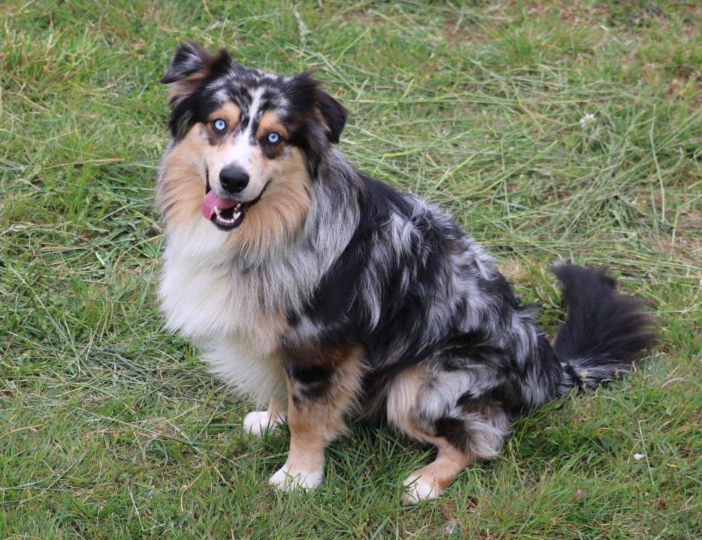 Sparrow ringo Des Highlands Du Sud - Très bon