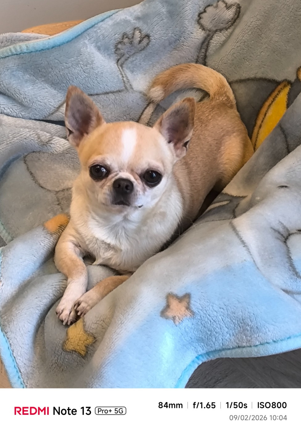 Publication : des Brault' Cadors Auteur : Romain