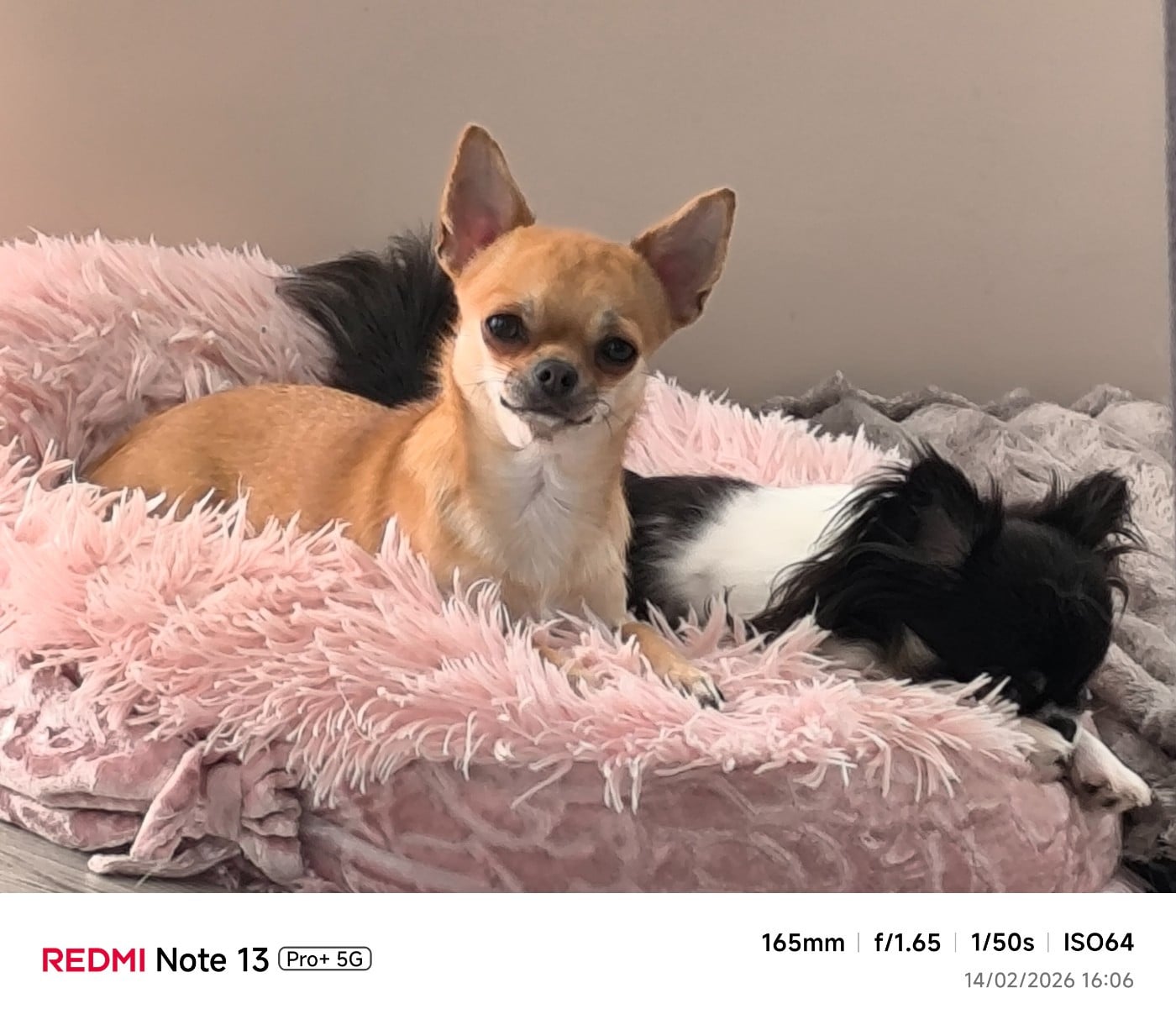 Vyoline amour des Brault' Cadors