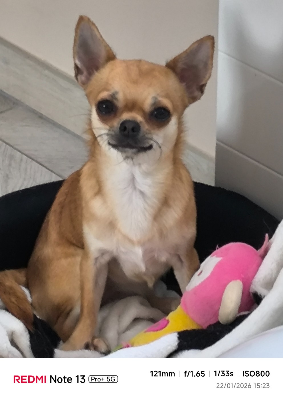 Vyoline amour des Brault' Cadors