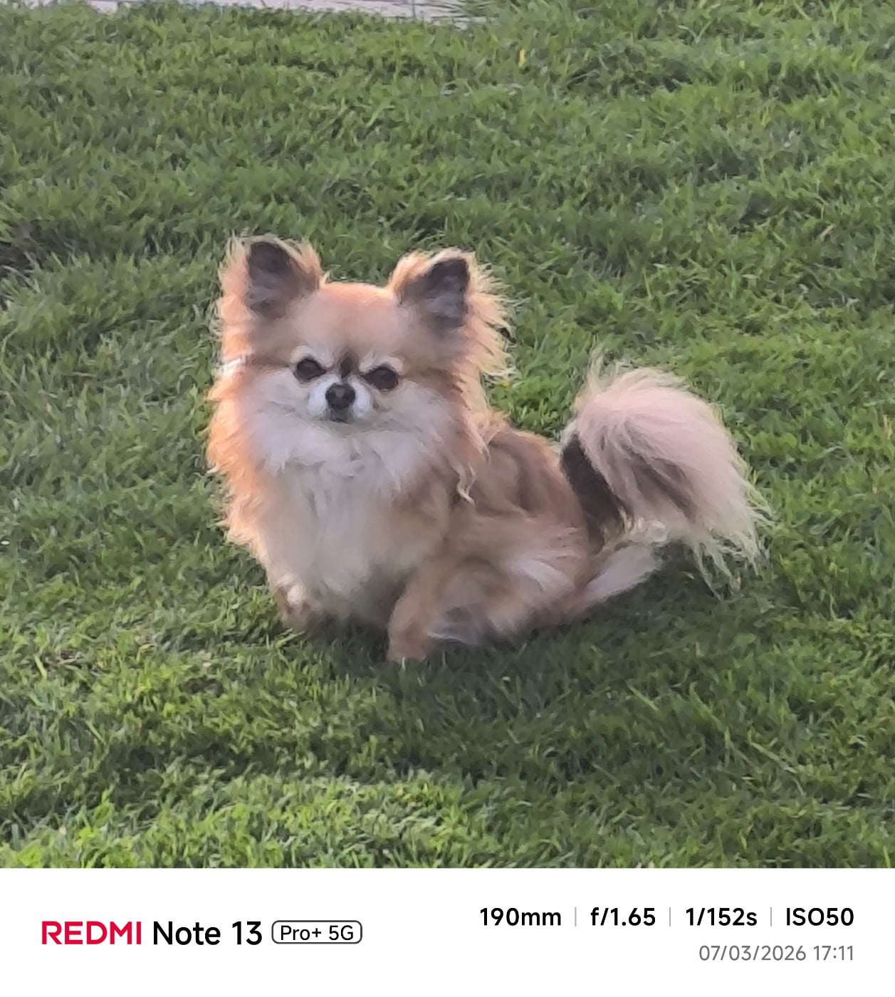 Ullane amour des Brault' Cadors